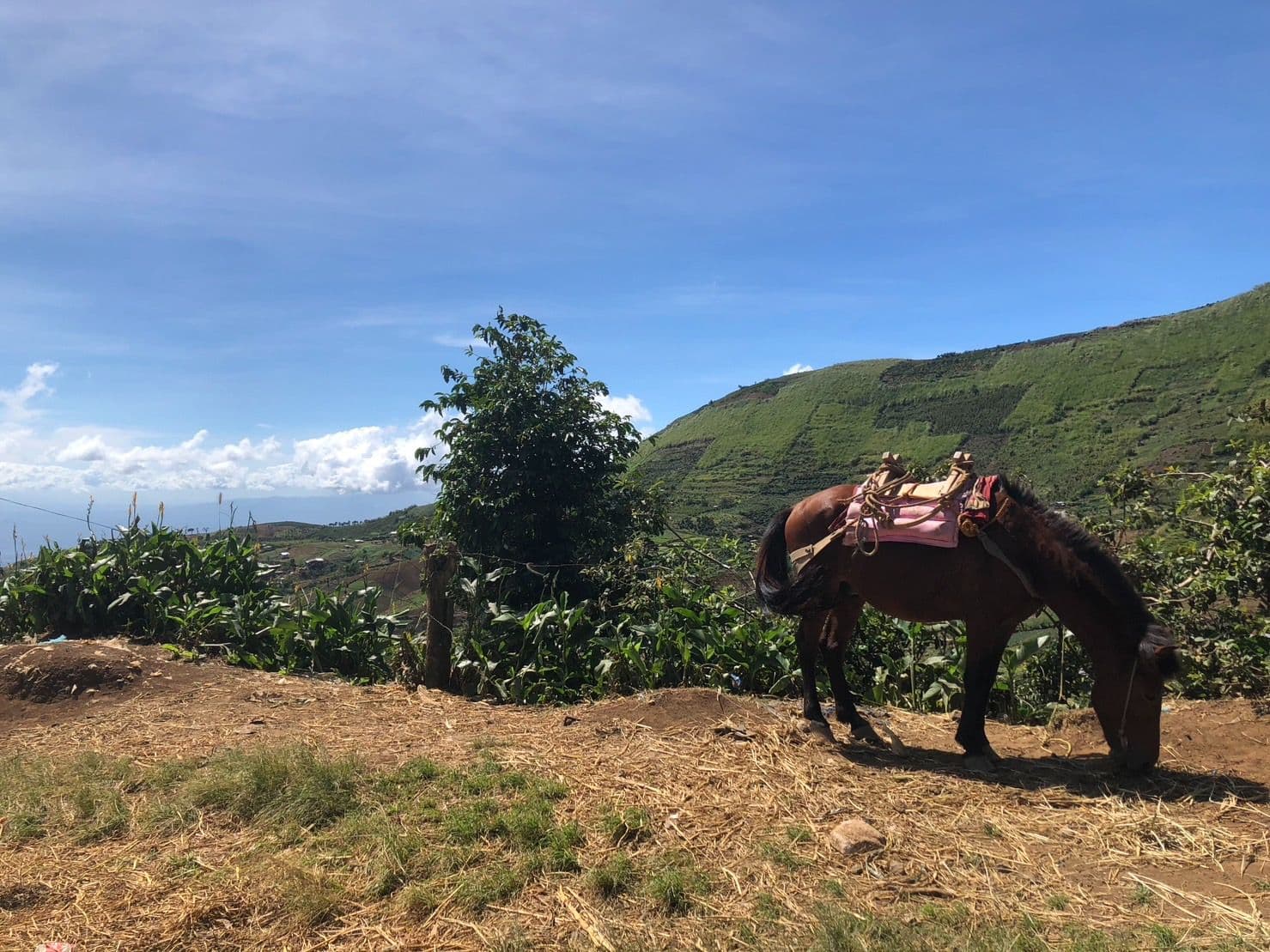 ミンダナオ島アポ山のふもとに広がるコーヒー産地の風景